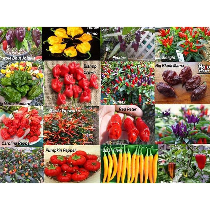 

Khusus Promo! Paket Hemat 9 Cabe Unik & Langka, Ornamental Pepper