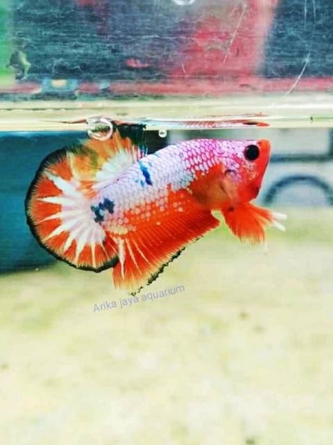  Cupang  jantan plakat fancy ikan  cupang  hias Shopee Indonesia