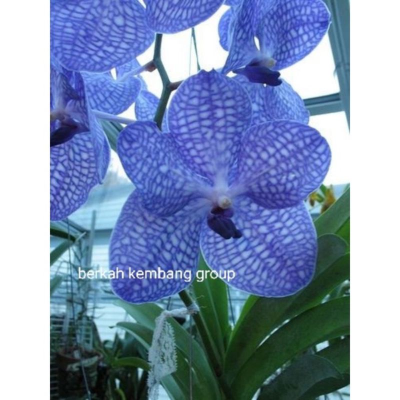 TANAMAN HIAS ANGGREK VANDA//BLUE CANDY