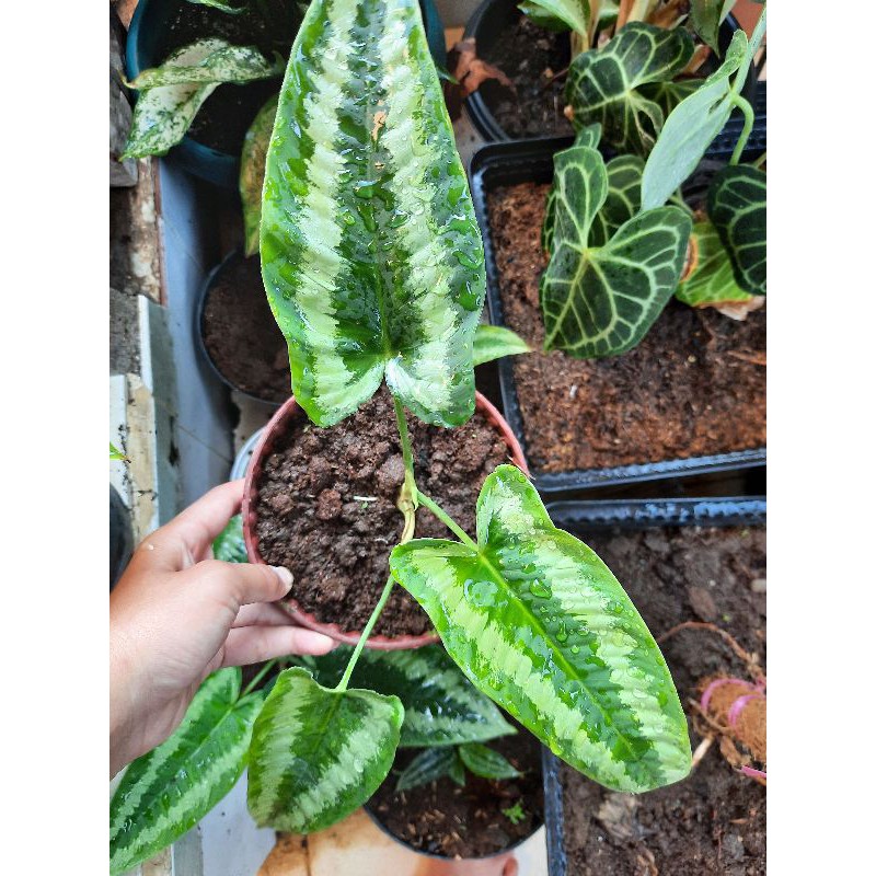 Homalomena Andromeda