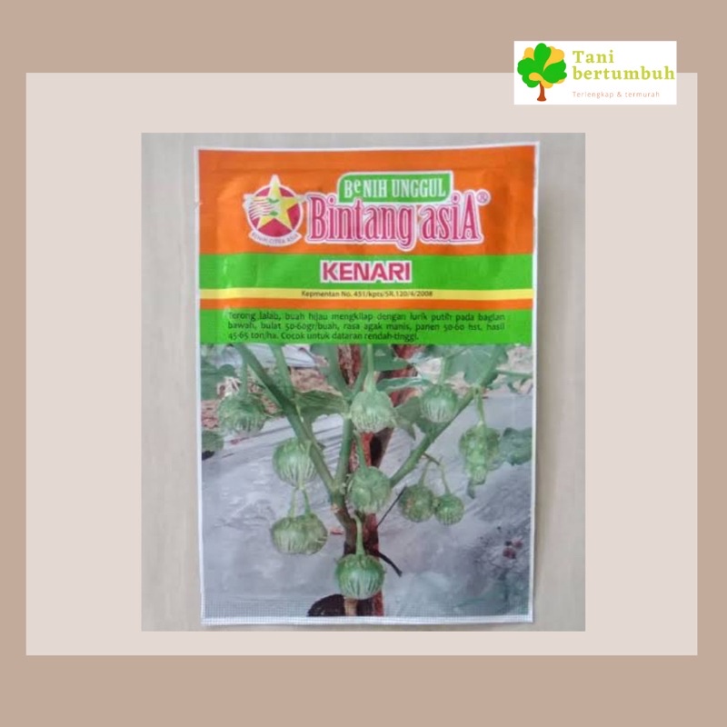 Bibit Benih terong lalap KENARI Bintang asia
