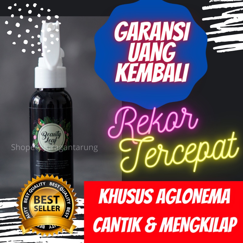 Pupuk Aglonema Penumbuh Tunas, Pupuk Aglonema Terbaik,Pupuk Aglonema Penyubur,Pupuk Aglonema Biar Ce