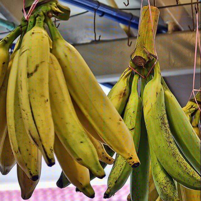 

PISANG TANDUK Big SIZE (Per Buah)