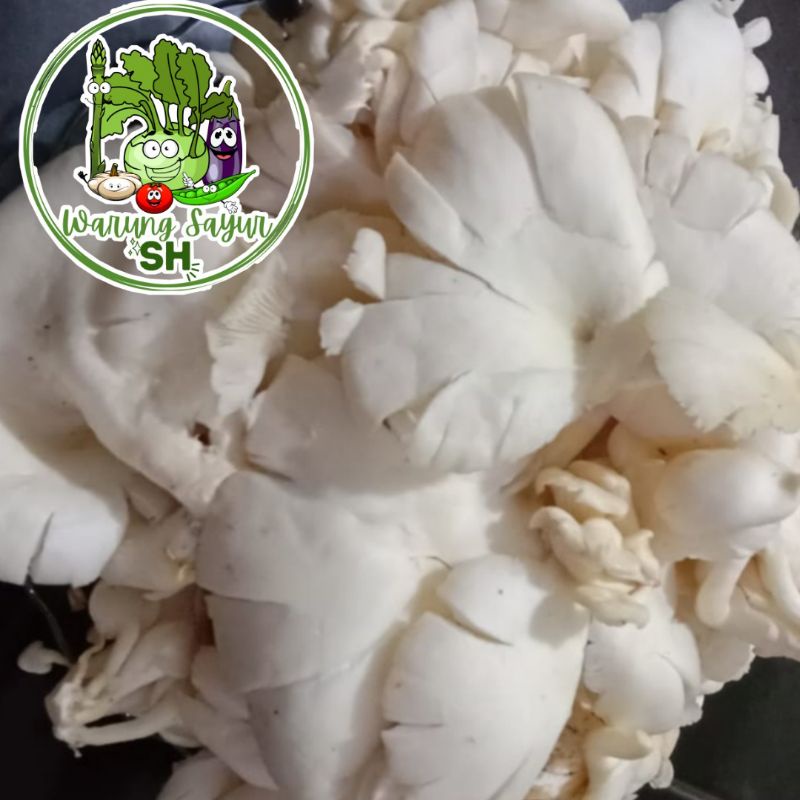 

Jamur tiram segar 500 gram | jamur tiram putih 500 GRAM | fresh vagetable