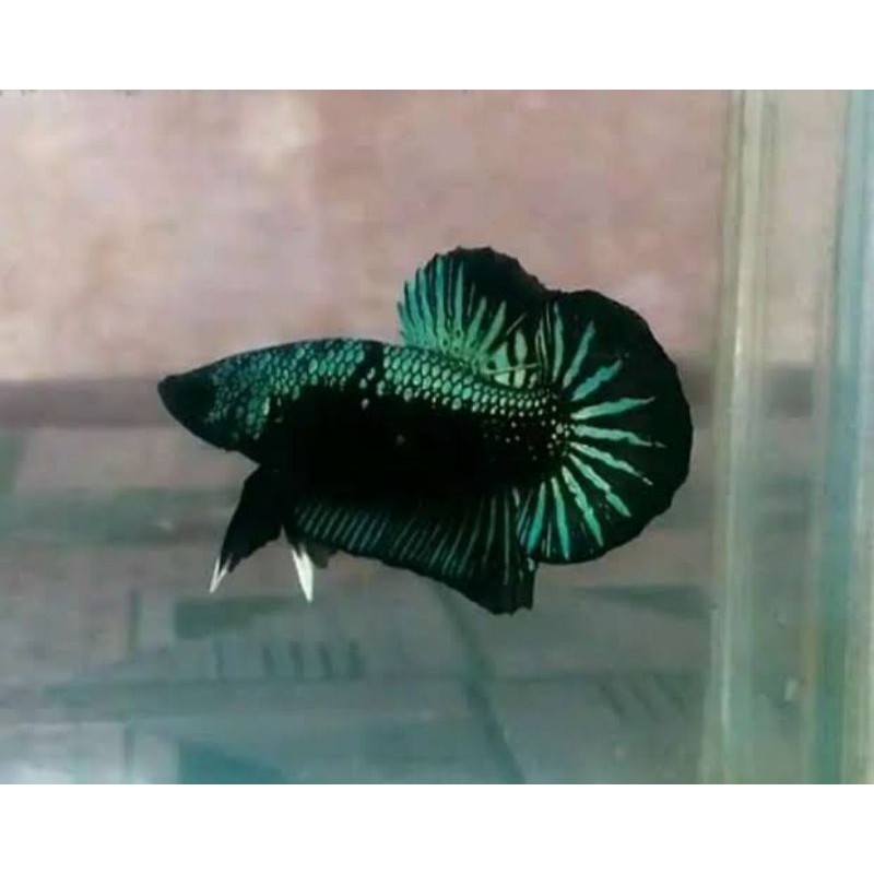 Cupang green samurai