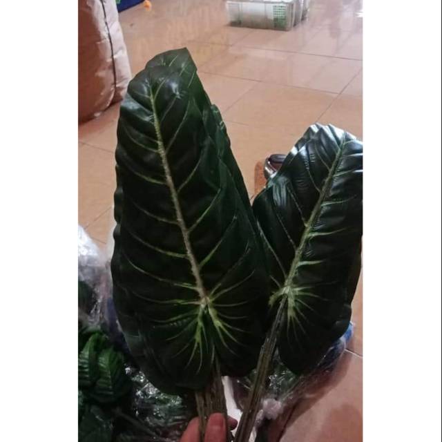 Daun Keladi Jual Perlusin