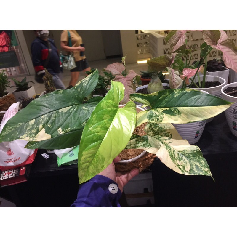 syngonium yellow varigata