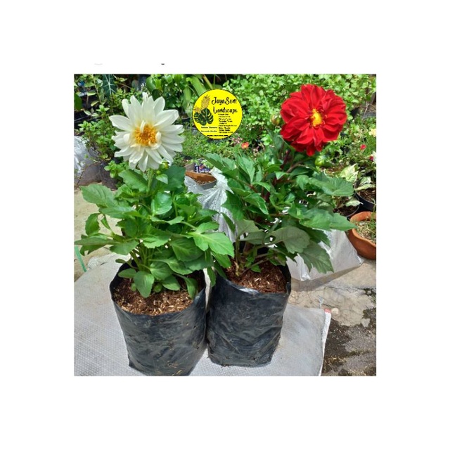 TANAMAN HIAS BUNGA DAHLIA + POT HITAM