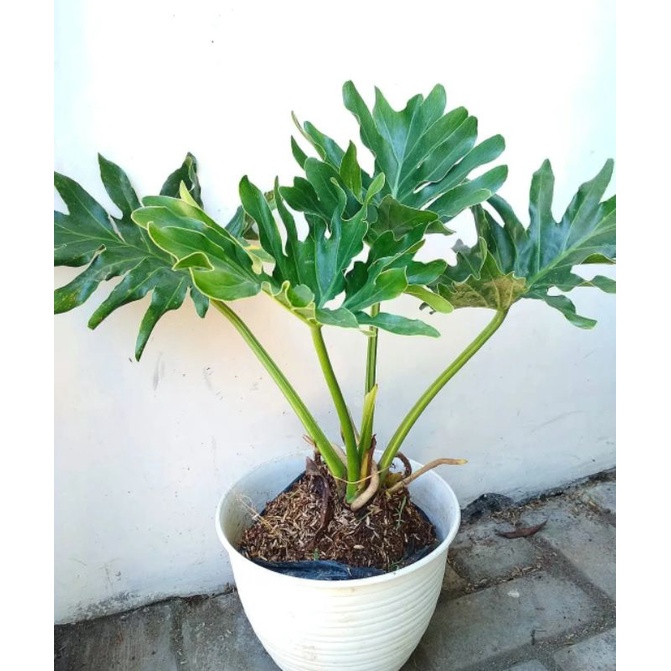 Jual Tanaman Hias Monstera Jari Tanaman Philo Jari Philodendron Sellum Philo Selloum