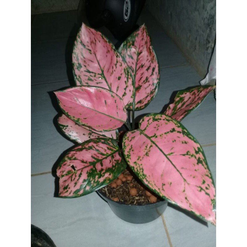 tanaman hias aglonema ruby valentine - tanaman hias rubi valentin cantik