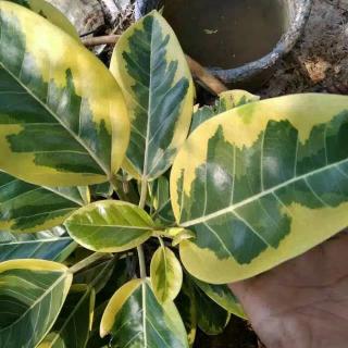 Bibit tanaman hias karet kebo golden kerbau varigata ficus Bibit tanaman hias karet kebo golden kerbau varigata ficus