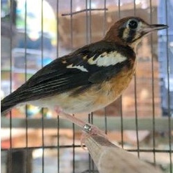 burung anis kembang anakan jantan ( ngriwik kasar )
