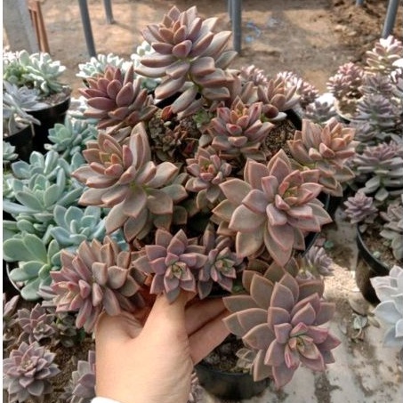 sukulen bronze super merah rimbun tinggal gantung