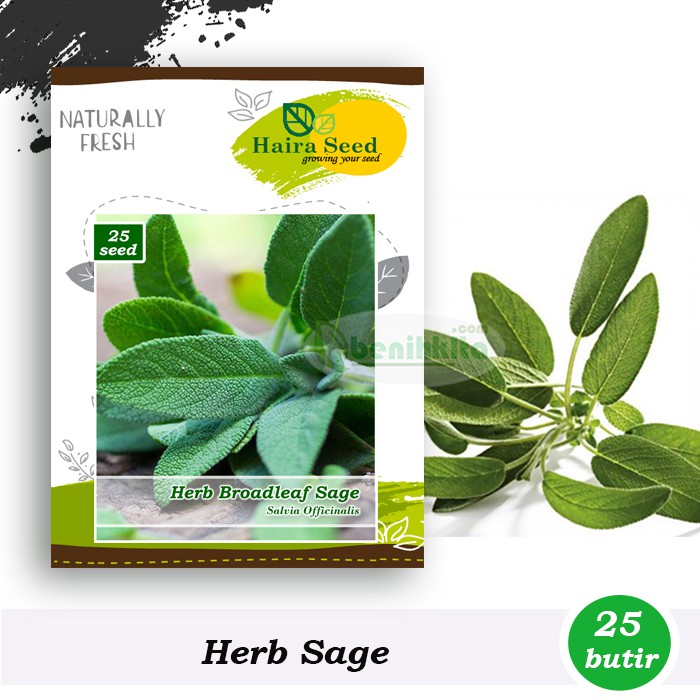 Benih-Bibit Herba Broadleaf Sage (Haira Seed)