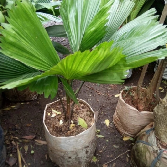 Tanaman Palem Kipas Jumbo