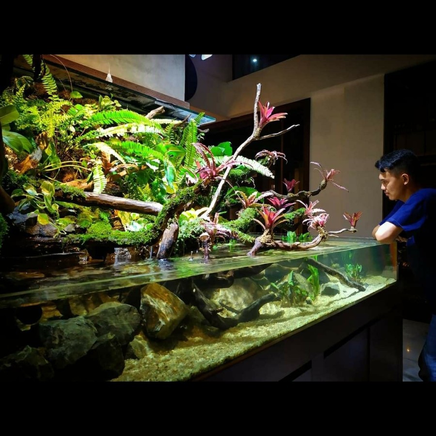 Nickz Paludarium Natural Fullset