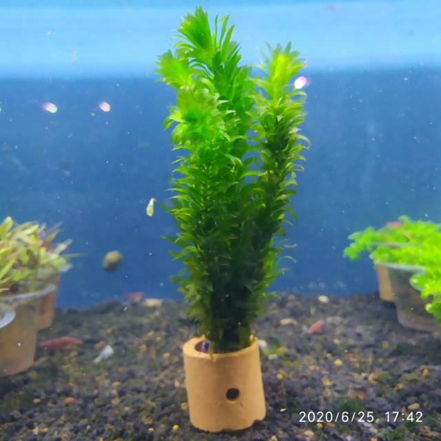 Tanaman air Tanaman Hydrilla Cabomba densa