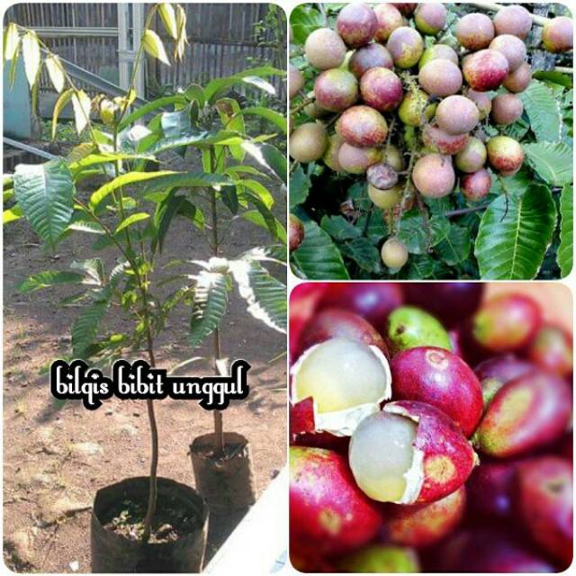 Bibit buah matoa super bibit tanaman buah