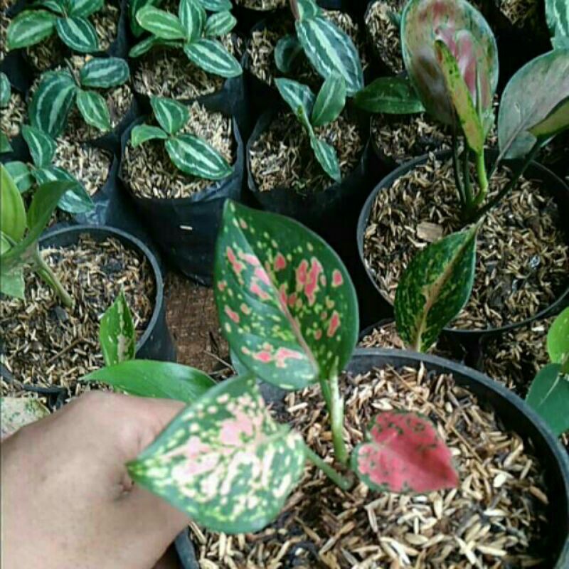 bibitan aglonema red anjamani, bibitan tanaman hias aglonema red anjamani