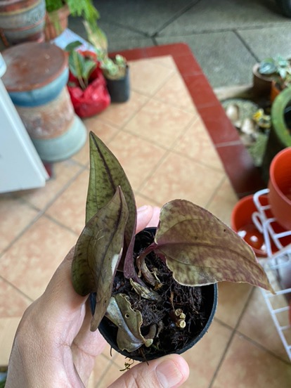 Jewel Orchid Nephelaphyllum Red Promo Bonus Pot
