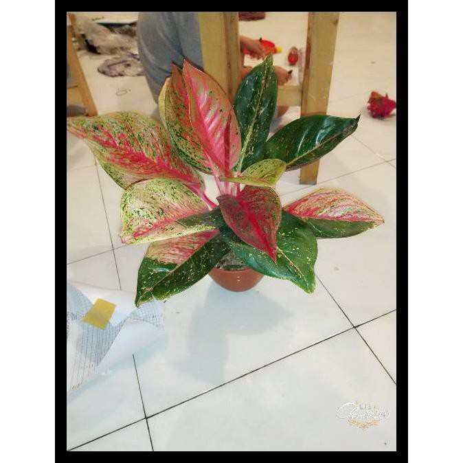 Aglaonema Tiara