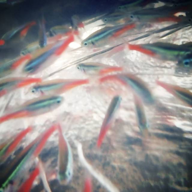 Neon tetra