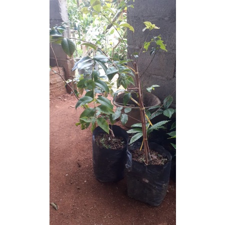 

bibit anggur preco hasil sambung susu