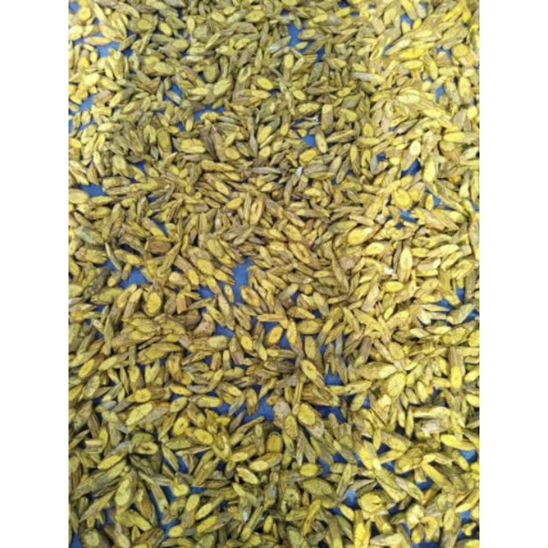 berkatnabi akar kuning kayu kuning khas suku Dayak Kalimantan obat herbal mag akut asam lambung kanker tumor kista prostat kelenjar getah bening imut tubuh herpes flu miom rematik asam urat stroke darah tinggi kolestrol berat 1kg-1