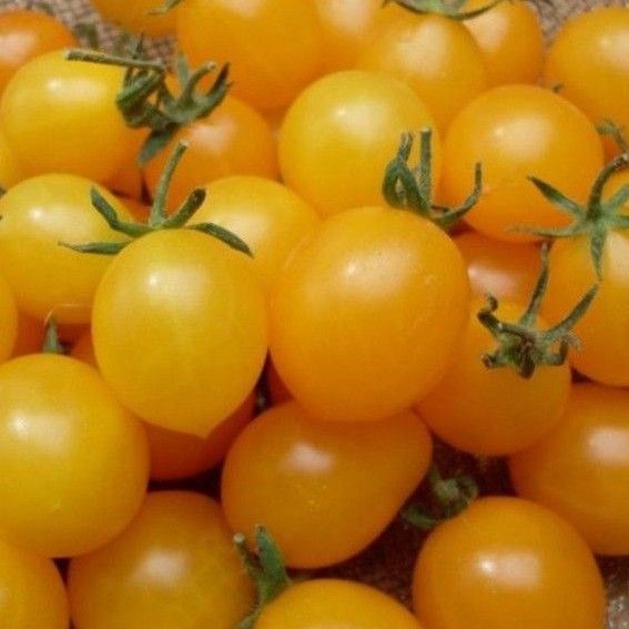 

YELLOW TOMATO CHERRY FRESH / TOMAT CHERRY KUNING SEGARR 250 GRAM/PACK