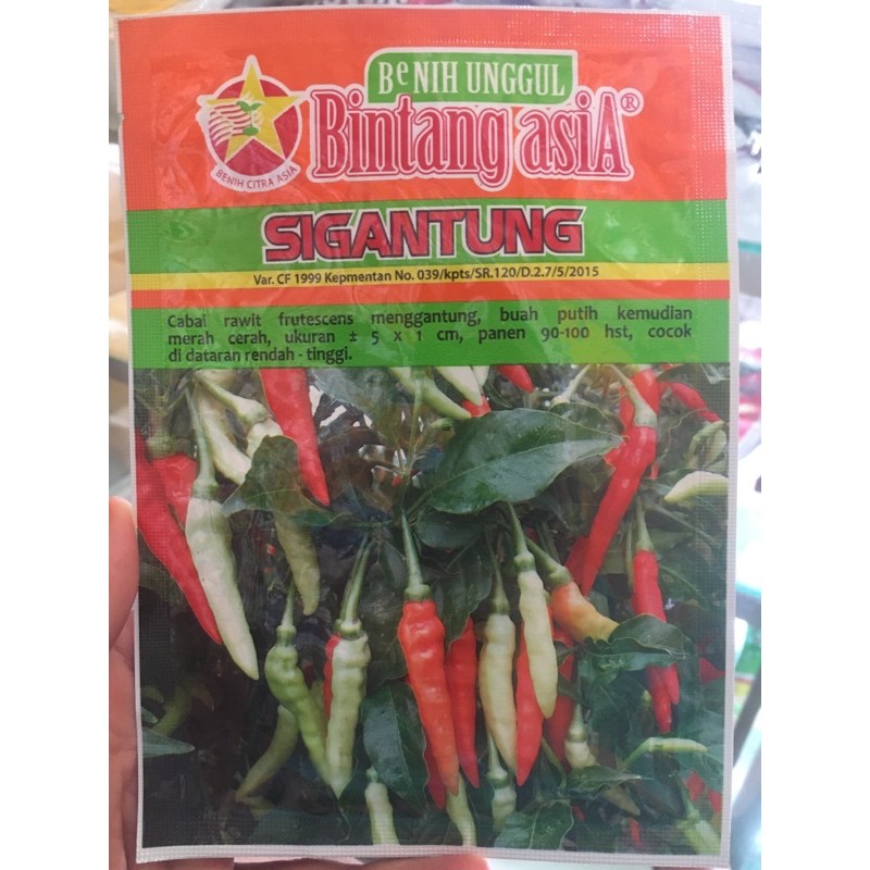 Benih Cabe rawit Sigantung rawit besar