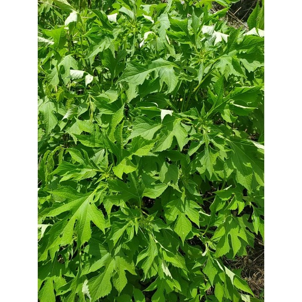 

DAUN INSULIN SEGAR 1.KG