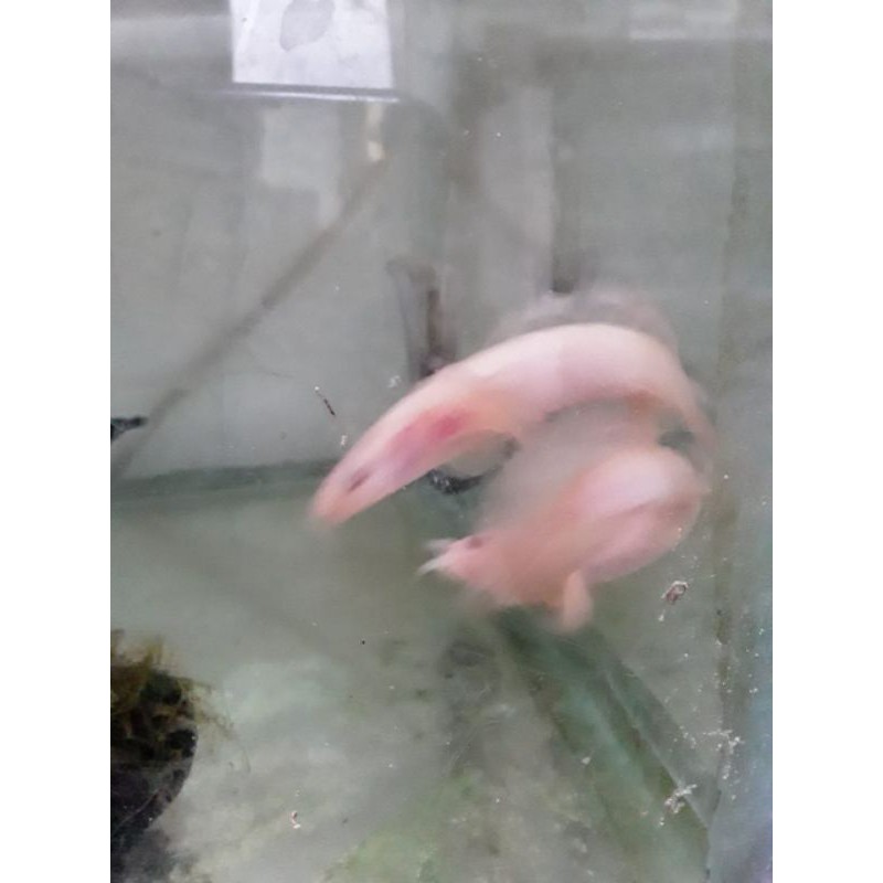 ikan palmas albino slayer