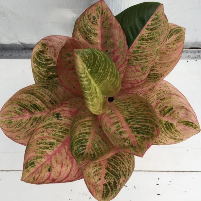 bibit bonggol aglonema (Asri Merah)...