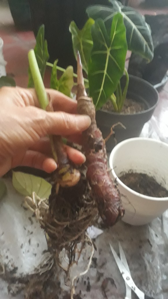 Bonggolan Alocasia Rigina