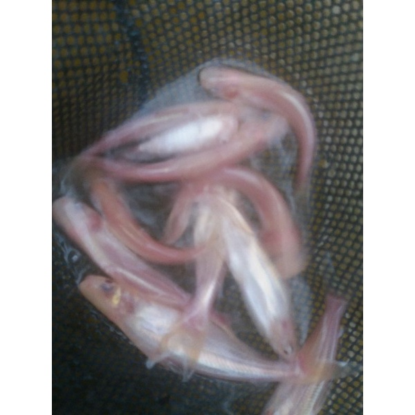 Bibit ikan patin albino