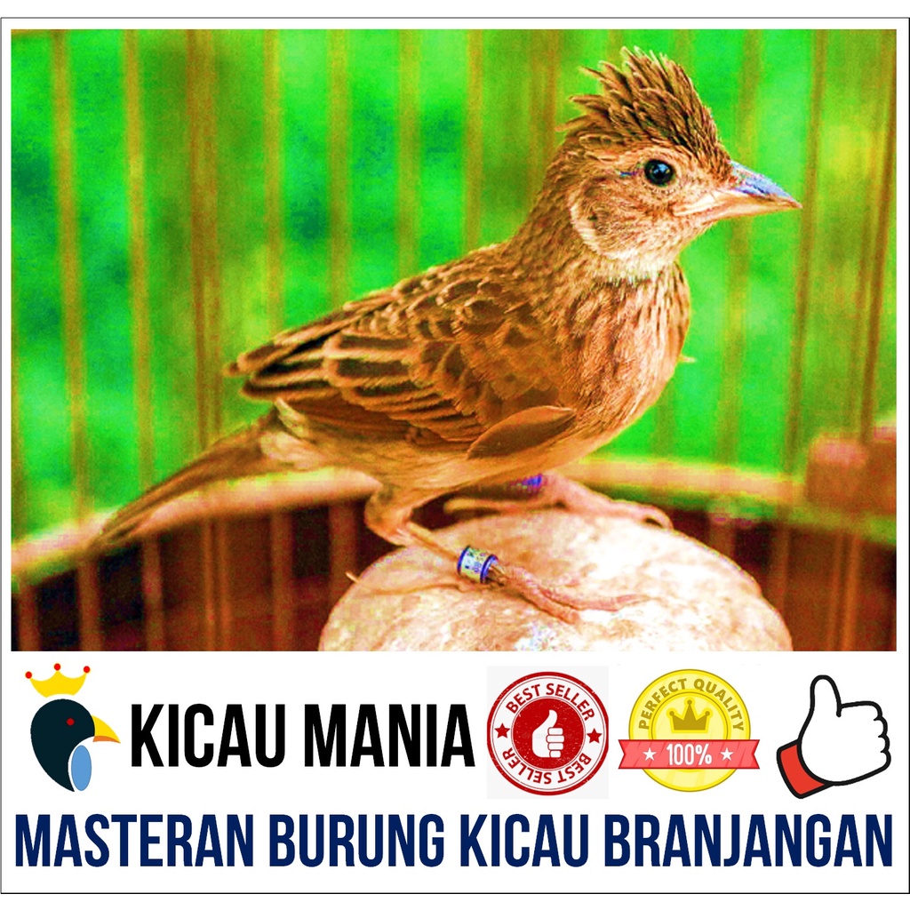 Masteran Burung Branjangan Gacor