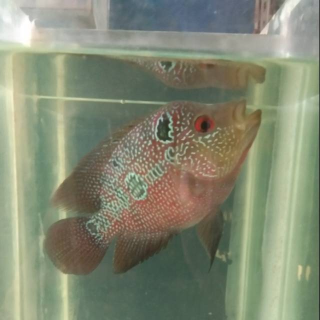 Ikan louhan female cc sudah nelur kode 1