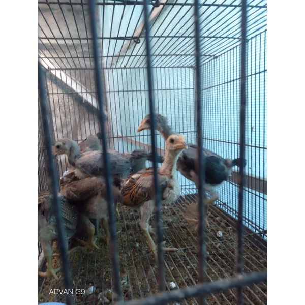 Vitamin Vitachik untuk  kesehatan Ayam Promo bonus anakan ayam Mangon yokere