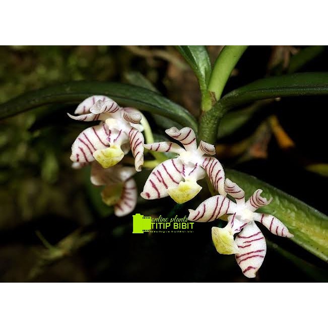 Anggrek Trichoglottis Pusilla 1 Rumpun Isi 3 Plant