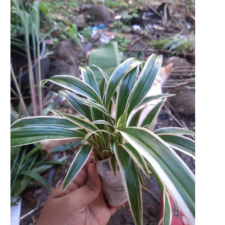 [Gift] Bunga Lili Paris