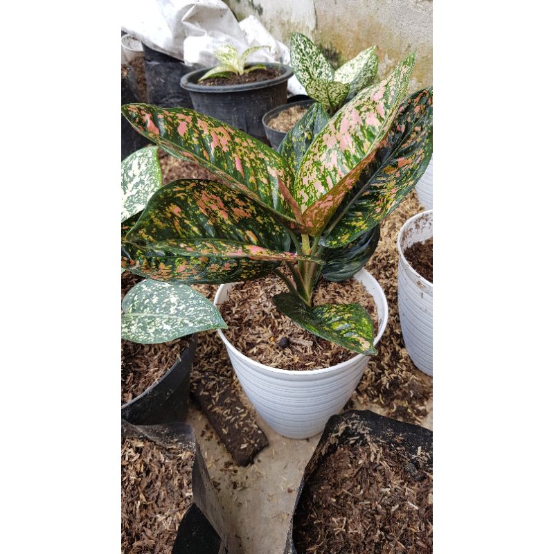 aglonema ruby compacta