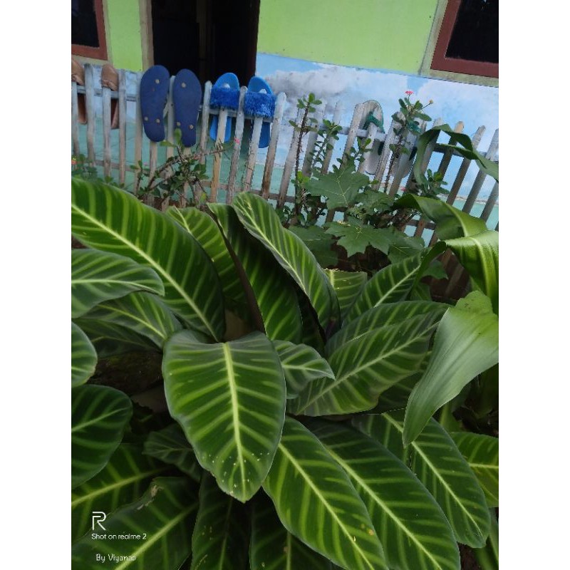 Bibit tanaman hias chalathea/jungle velvet