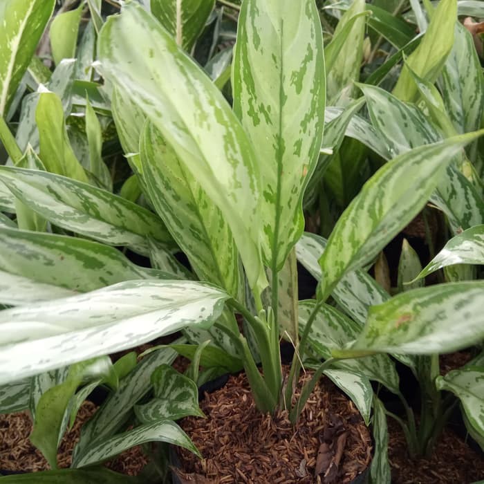 tanaman hias blanceng susu - sri rejeki susu - blanceng susu