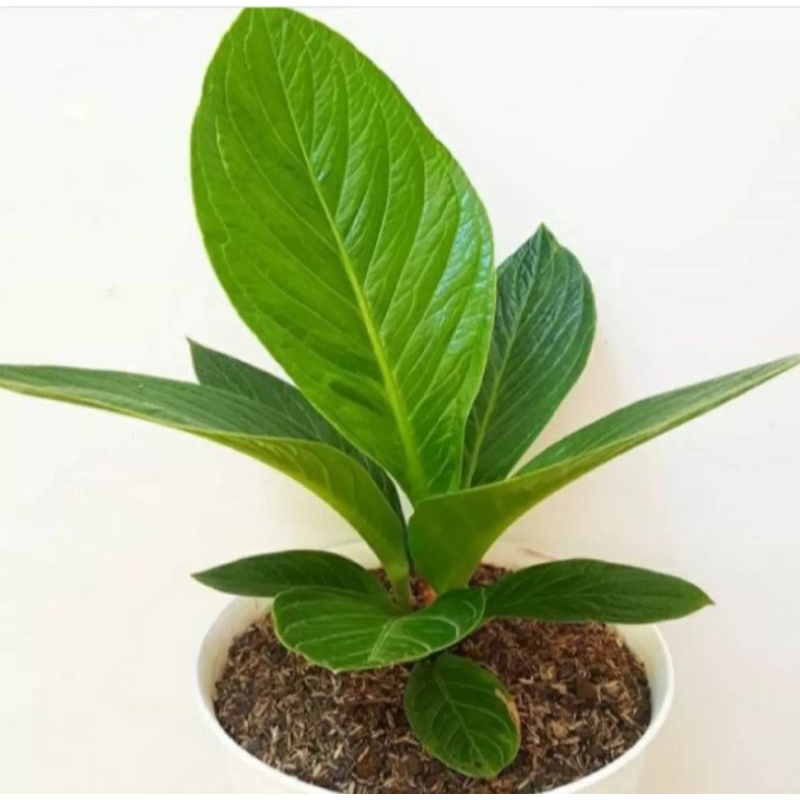 Antorium jemani Kobra,Tanaman Antorium