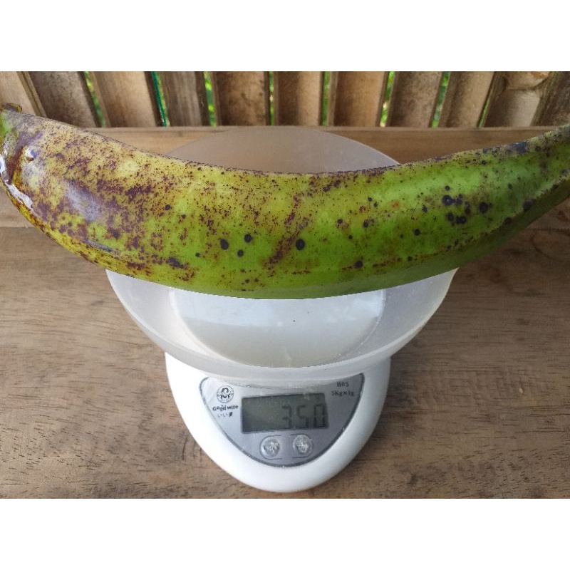 

Pisang Tanduk atau Pisang Bagja