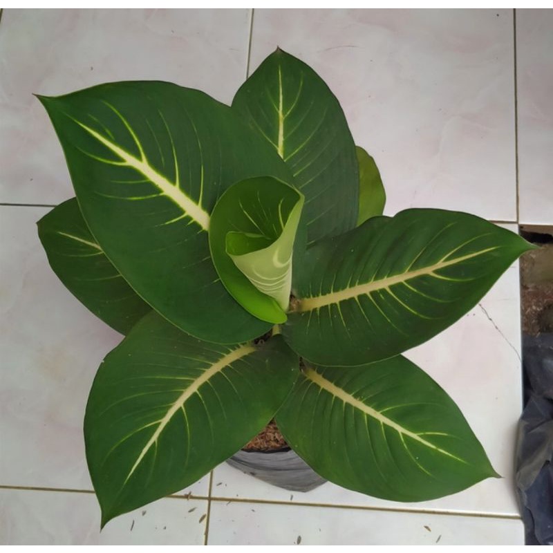 Tanaman hias blanceng neon - Aglonema Blanceng Neon