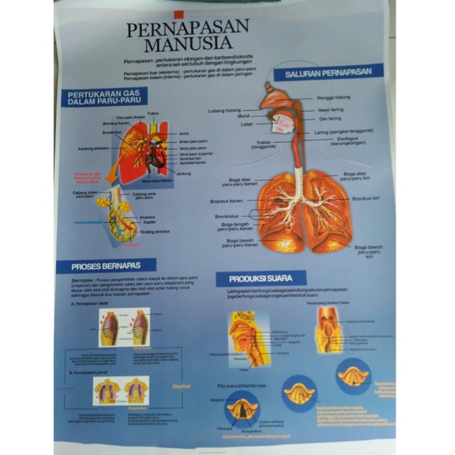 CARTA PERNAFASAN MANUSIA / FOSTER PERNAFASAN MANUSIA / GAMBAR PERNAFASAN MANUSIA / Peraga Pendidikan