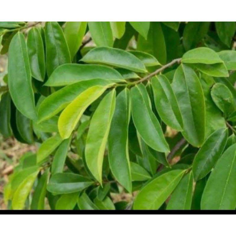 

Daun sirsak segar 1kg