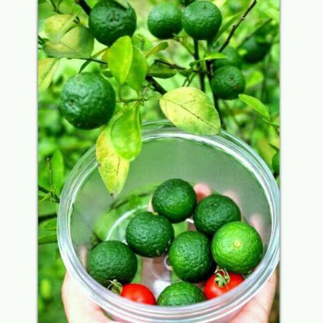 

Limau Kuit / Jeruk khas Banjarmasin