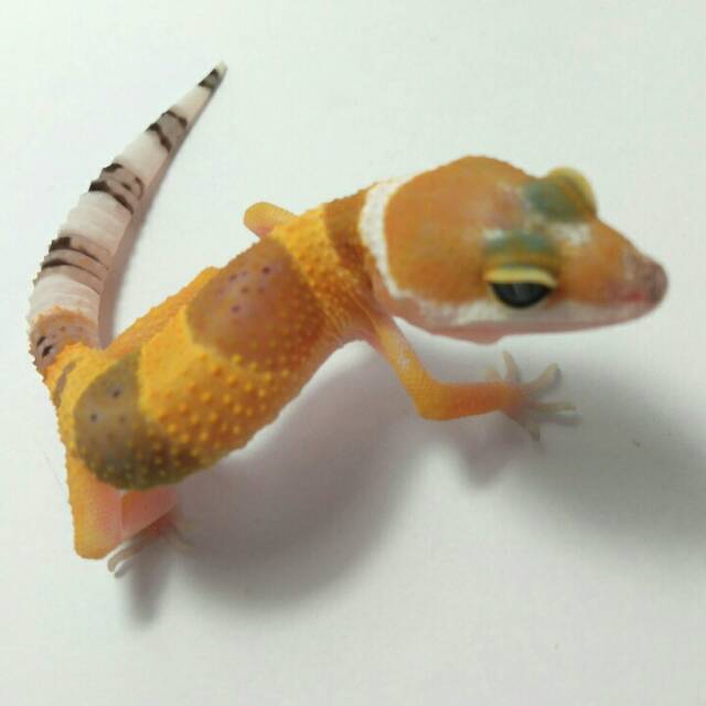 Mainan Bagus Untuk Hewan Kesayangan Anda Leopard Gecko Random